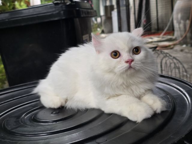 scottish Fold ขนยาว เพศ หญิง  รูปที่ 4
