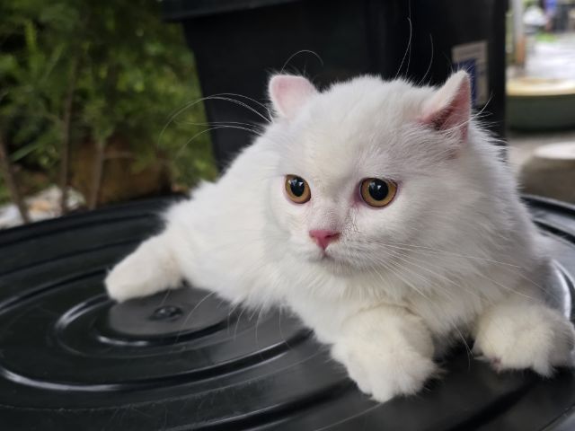 สก็อตติช โฟลด์ (Scottish Fold) scottish Fold ขนยาว เพศ หญิง 