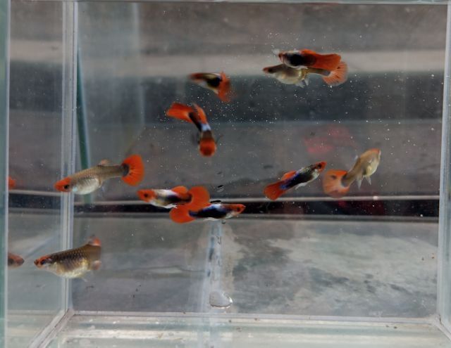 ปลาหางนกยูงโค่ยทักซิโด้