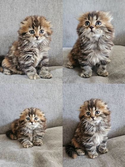 สก็อตติช โฟลด์ (Scottish Fold) สก็อตติชโฟลด์