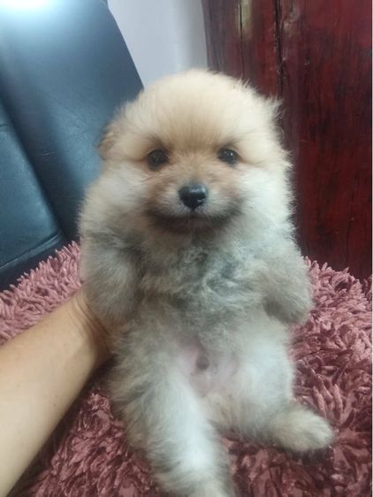 ปอมเมอเรเนี่ยน รูปที่ 2