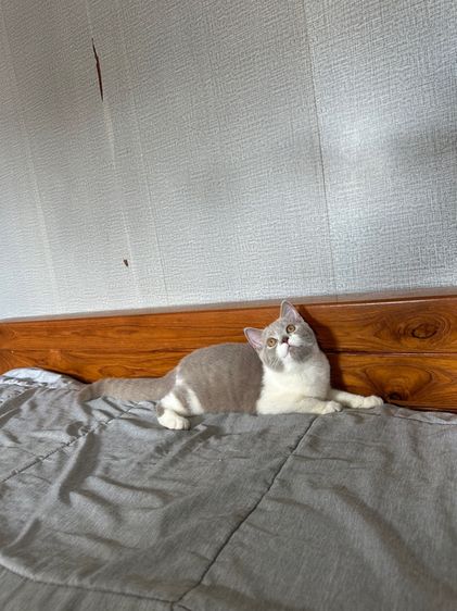 สก็อตติช โฟลด์ (Scottish Fold) สก็อตติช โพลด์