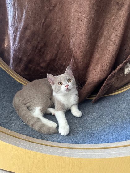 สก็อตติช โพลด์ รูปที่ 4