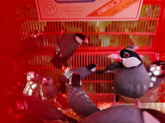 นกกระจอกชวา รูปที่ 2