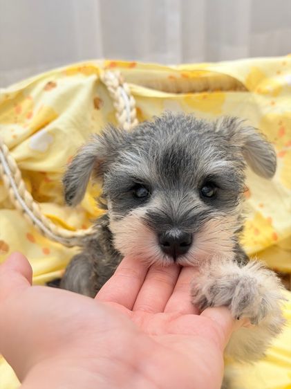 ลูกหมา miniature schnauzer รูปที่ 2
