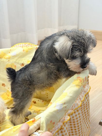 ลูกหมา miniature schnauzer รูปที่ 5