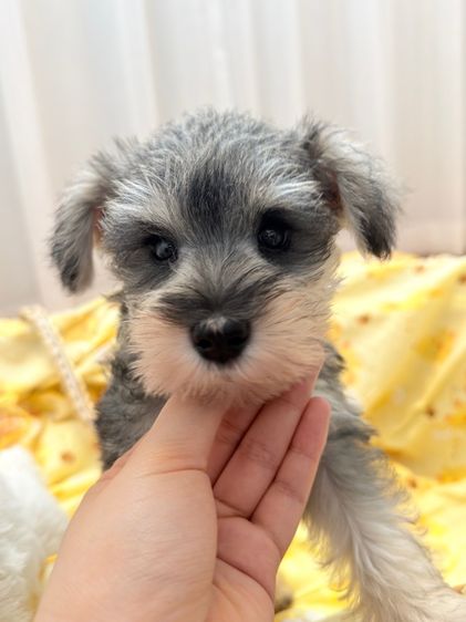 ชเนาเซอร์ (Schnauzer) เล็ก ลูกหมา miniature schnauzer