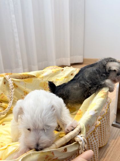 ลูกหมา miniature schnauzer รูปที่ 7