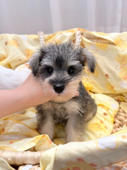 ลูกหมา miniature schnauzer รูปที่ 3