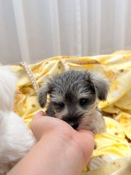 ลูกหมา miniature schnauzer รูปที่ 4