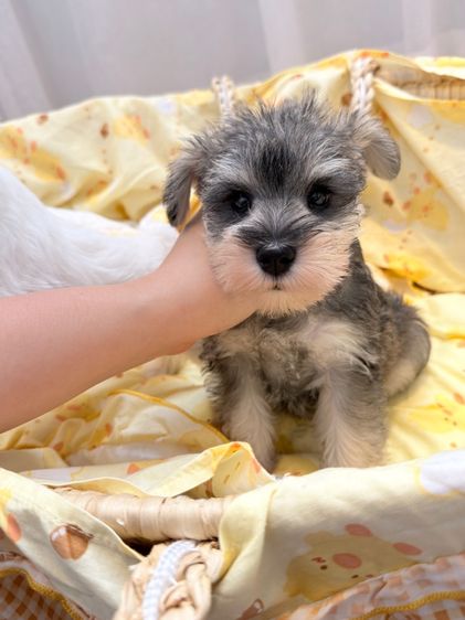 ลูกหมา miniature schnauzer รูปที่ 6