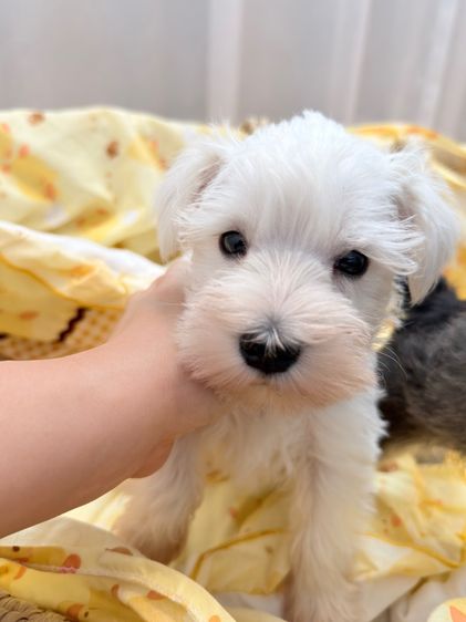 ลูกหมา miniature schnauzer สีขาว  รูปที่ 2