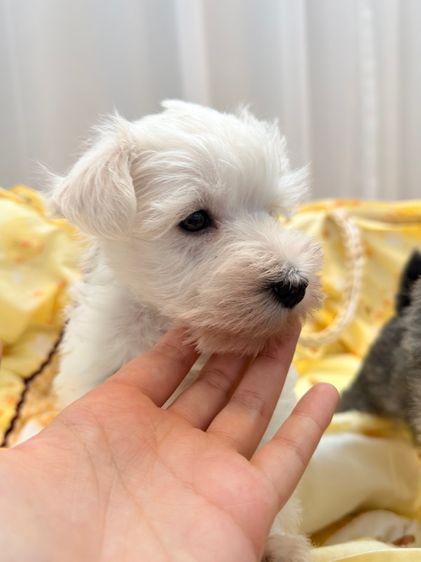 ลูกหมา miniature schnauzer สีขาว  รูปที่ 5