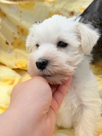 ลูกหมา miniature schnauzer สีขาว  รูปที่ 6