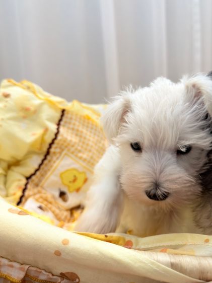 ลูกหมา miniature schnauzer สีขาว  รูปที่ 4