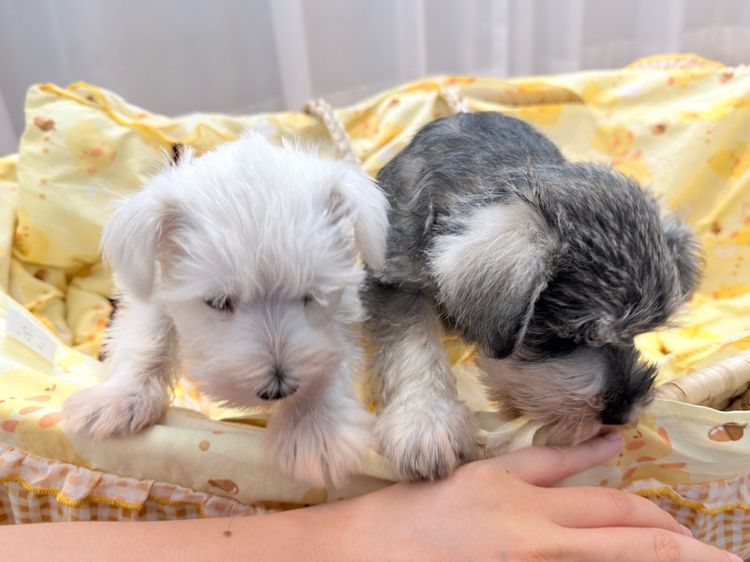 ลูกหมา miniature schnauzer สีขาว  รูปที่ 7