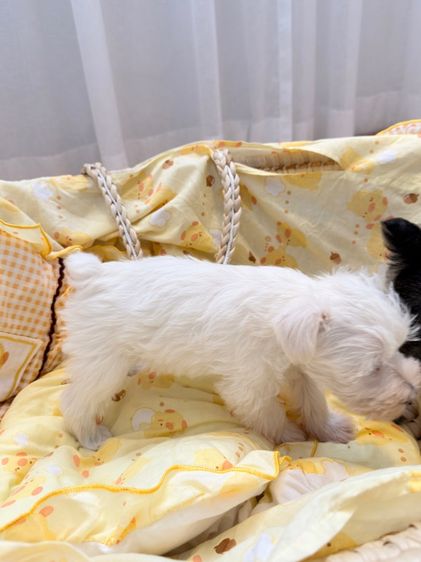 ลูกหมา miniature schnauzer สีขาว  รูปที่ 3