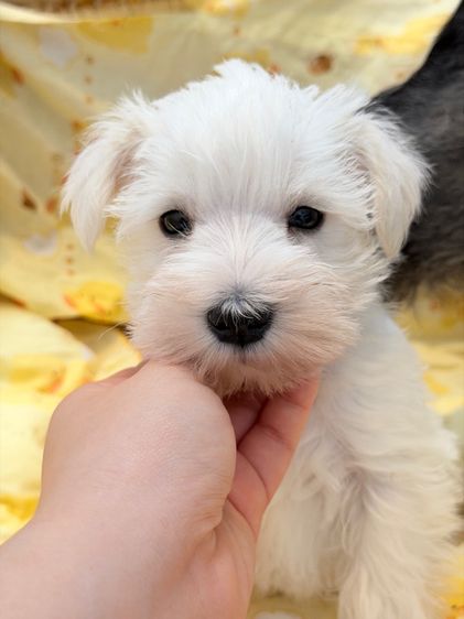 ชเนาเซอร์ (Schnauzer) เล็ก ลูกหมา miniature schnauzer สีขาว 