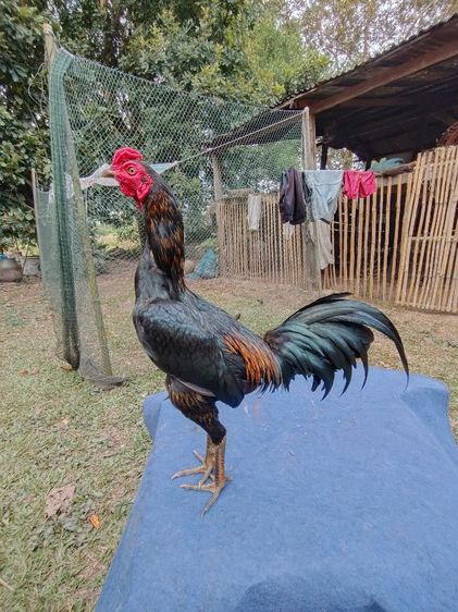 พม่า รูปที่ 3