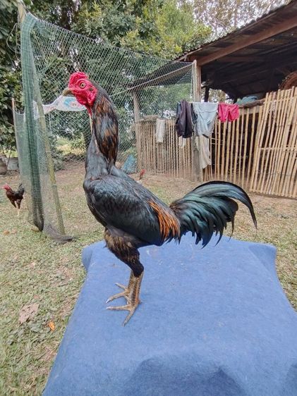 พม่า รูปที่ 5