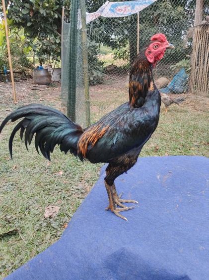 พม่า รูปที่ 6