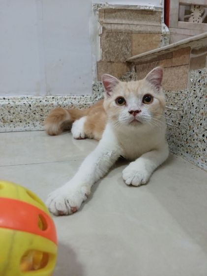 สก็อตติชโฟลด์ เพศผู้ รูปที่ 4