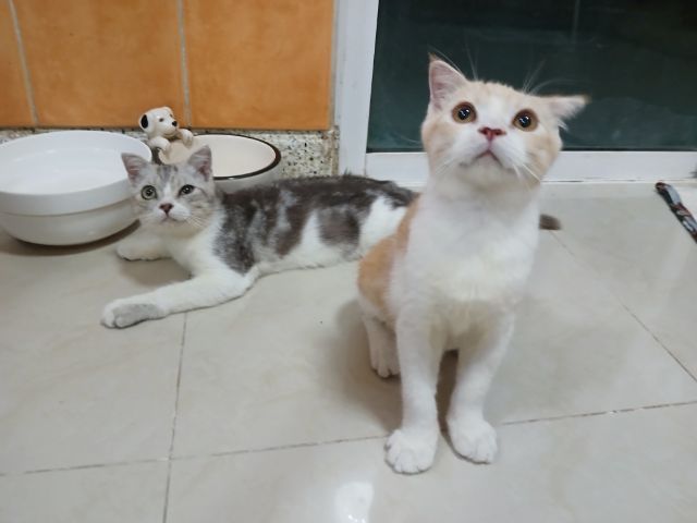 สก็อตติช โฟลด์ (Scottish Fold) สก็อตติชโฟลด์ เพศผู้