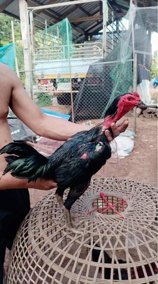 ไซง่อน100แผลพม่า