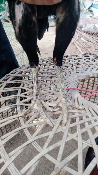 ไซง่อน100แผลพม่า รูปที่ 2