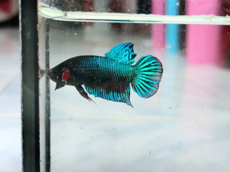 ปลากัดมาเลย์ รูปที่ 3