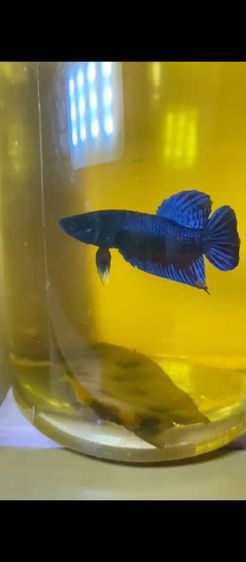 ปลากัดมาเลย์ รูปที่ 6