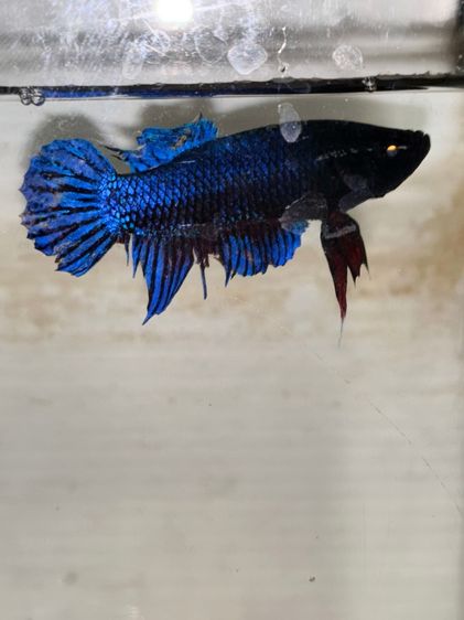 ปลากัดมาเลย์ รูปที่ 4