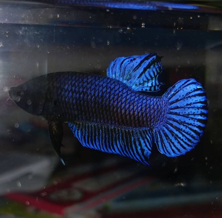 ปลากัดมาเลย์