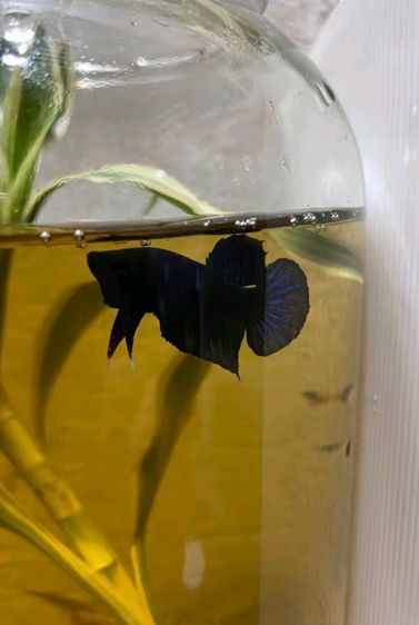 ปลากัดมาเลย์ รูปที่ 7