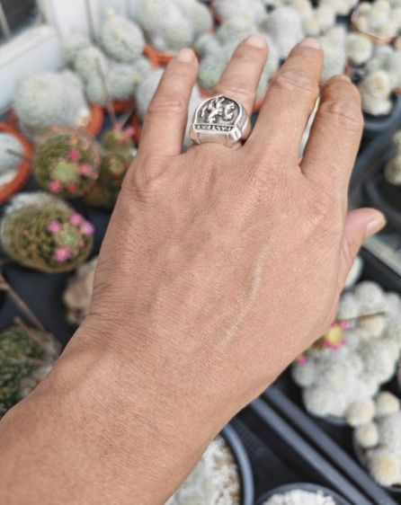 แหวนม้าคู่เงินแท้​ งานนอก​ สวยมาก ราคาดีๆครับ รูปที่ 9