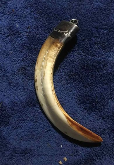 เขี้ยวหมูตันครอบเงิน