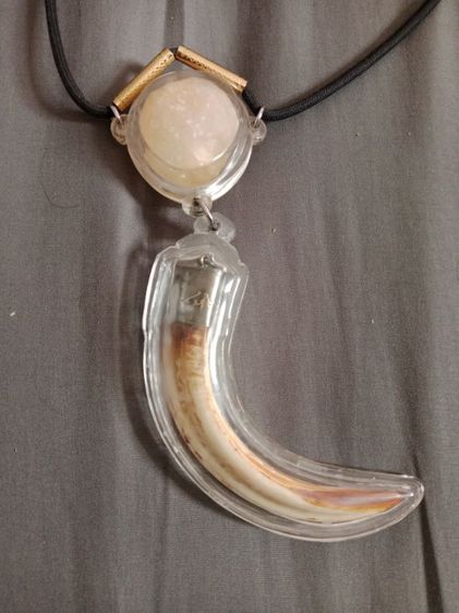 เขี้ยวหมูตันครอบเงิน รูปที่ 6