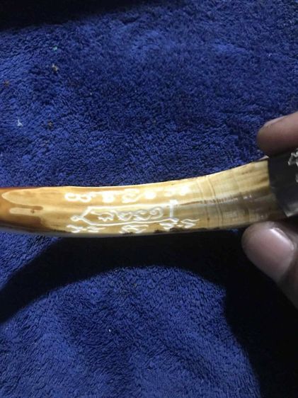 เขี้ยวหมูตันครอบเงิน รูปที่ 5