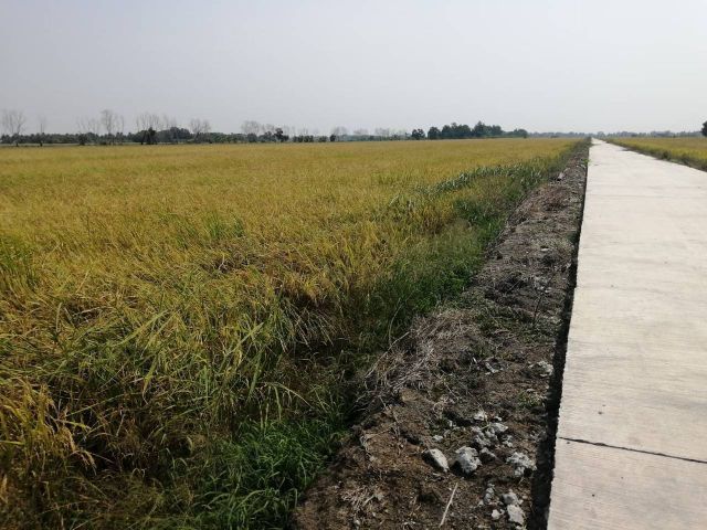 ใช่ ที่ดินหนองจอก รูปที่ 3