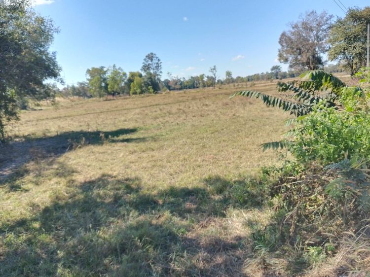 ที่ดินติดถนนหลักสาย 24 โชคชัย-เดชอุดม ต.ทุ่งเทิง จ.อุบล (ไม่ผ่านนายหน้า) รูปที่ 3