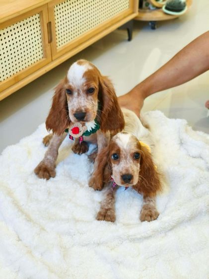 ตัวสุดท้าย🔻