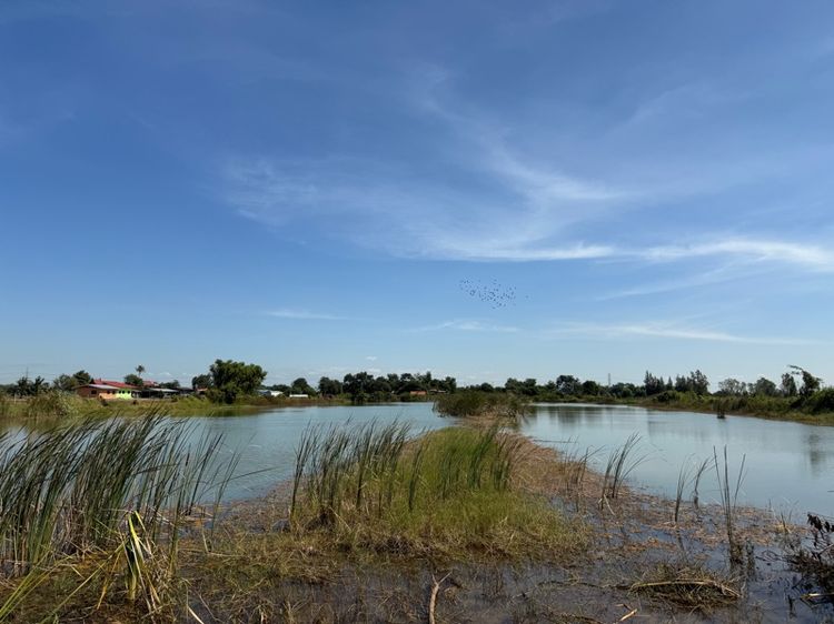 ไม่ใช่ ให้เช่าที่ดิน รูปที่ 4