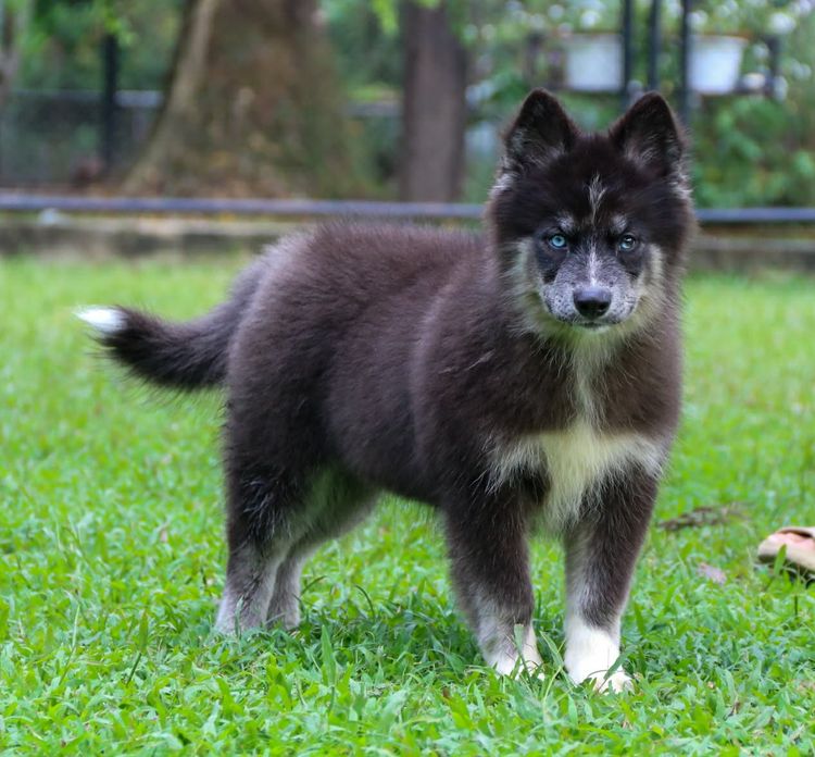 ไซบีเรียน ฮัสกี้ (Siberian Husky) กลาง ไซบีเรียนแท้ เพศหญิง ขนยาว ตาสองสี