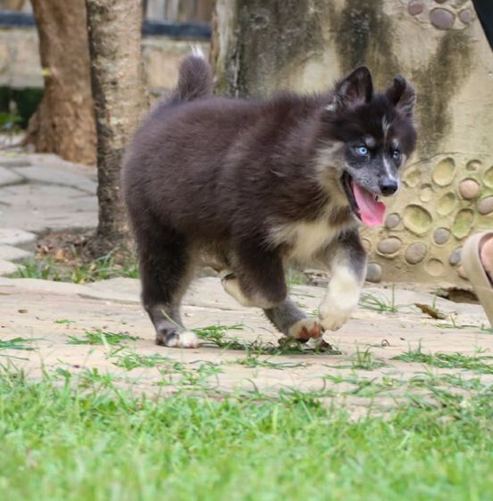 ไซบีเรียนแท้ เพศหญิง ขนยาว ตาสองสี รูปที่ 2