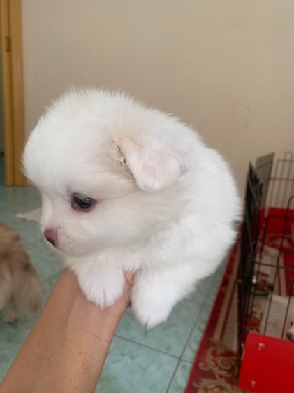 ขายลูกสุนัขพันธุ์ปอมเรเนี่ยนอายุเดือนกว่าเพศผู้ รูปที่ 4