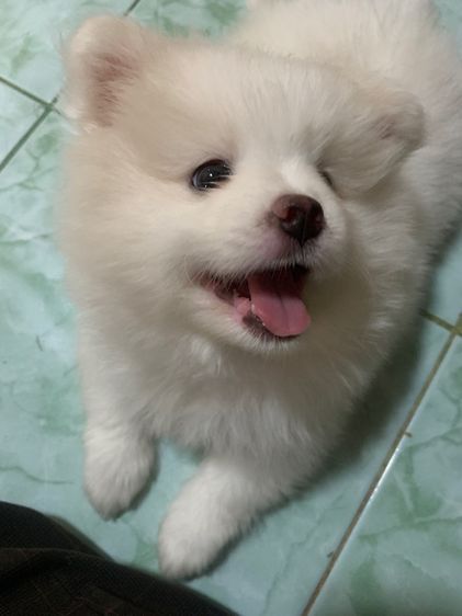 ปอมเมอเรเนียน (Pomeranian) เล็ก ขายลูกสุนัขพันธุ์ปอมเรเนี่ยนอายุเดือนกว่าเพศผู้