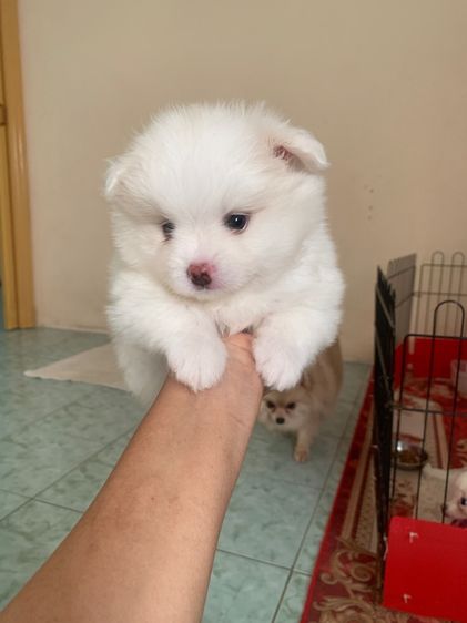 ขายลูกสุนัขพันธุ์ปอมเรเนี่ยนอายุเดือนกว่าเพศผู้ รูปที่ 3