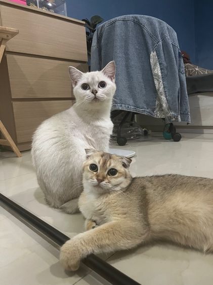 แมวสก็อตติช รูปที่ 7