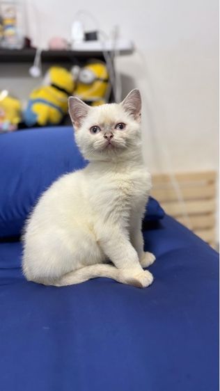 แมวสก็อตติช รูปที่ 4