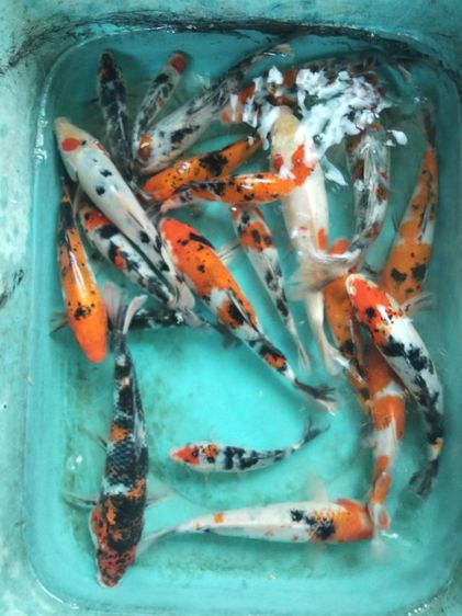 ปลาคาร์ฟ